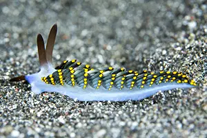 Strait: Nudibranch (Trinchesia kanga) on the sand, Lembeh