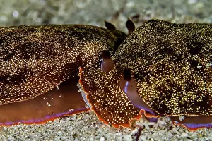 Sanguinea: Nudibranches - mating