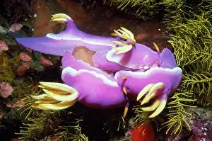 Bullocki: Nudibranchs - mating
