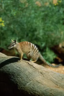 Myrmecobius: Numbat