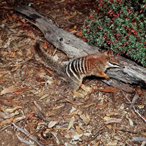 Myrmecobius: Numbat