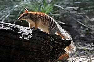Anteater: Numbat/ Banded Anteater / Marsupial Anteater