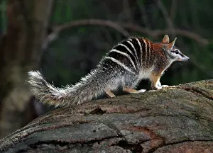Anteater: Numbat/ Banded Anteater / Marsupial Anteater