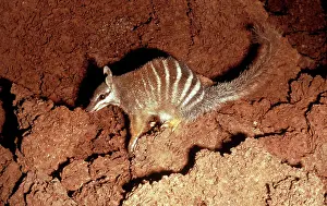 Myrmecobius: Numbat - Eating termites