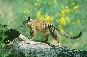Myrmecobius: NUMBAT - ON FALLEN TREE