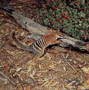 Myrmecobius: Numbat - amongst leaf litterS