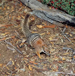 Myrmecobius: Numbat - amongst leaf litterS