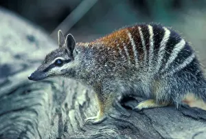 Myrmecobius: Numbat - Marsupial
