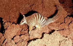 Myrmecobius: Numbat (Myrmecobius fasciatus) eating termites