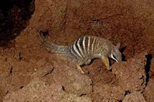 Myrmecobius: Numbat (Myrmecobius fasciatus) at termite mound