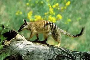 Myrmecobius: Numbat (Myrmecobius fasciatus) walking on fallen tree