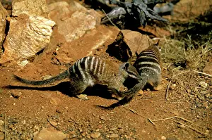Myrmecobius: Numbat - Perup Forest