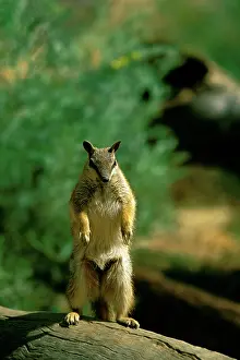 Myrmecobius: Numbat - Standing on hind legs