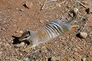 Myrmecobius: Numbat - Sunning itself