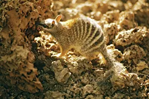 Myrmecobius: Numbat - At termite mound