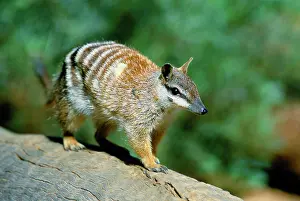 Myrmecobius: Numbat - Walking on log