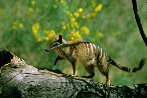 Myrmecobius: Numbat - walking on log