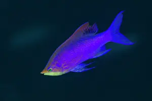 Anthias: Nuptial male Purple Anthias - Gorango Kecil dive