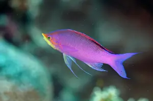 Anthias: Nuptial male Purple Anthias - Karang Barasadi dive