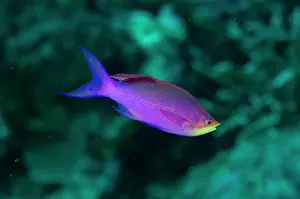 Anthias: Nuptial male Purple Anthias - Pasir Tidore dive