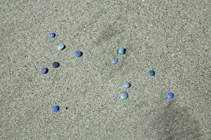 Refuse: Nurdles on the Beach