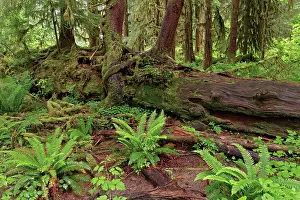 Adam: Nurse log and Big Leaf Maple tree draped with Club