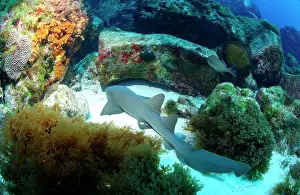 Nebrius: Nurse Shark