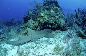 Nebrius: Nurse Shark