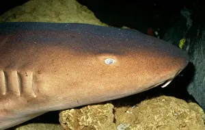 Ginglymostoma: Nurse Shark