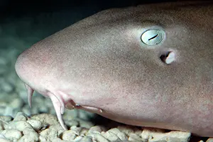Ginglymostoma: Nurse Shark
