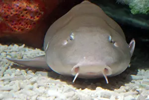 Ginglymostoma: Nurse Shark