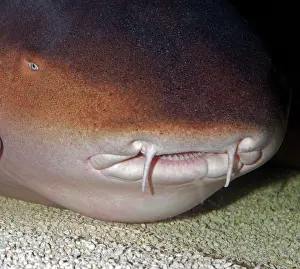 Ginglymostoma: Nurse Shark