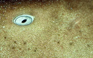 Ginglymostoma: NURSE SHARK - C/U SKIN AND EYE, blind