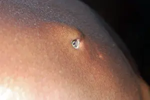 Ginglymostoma: Nurse Shark eye
