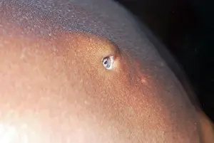 Ginglymostoma: Nurse Shark eye