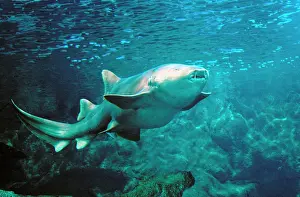 Ginglymostoma: Nurse Shark - pregnant underwater