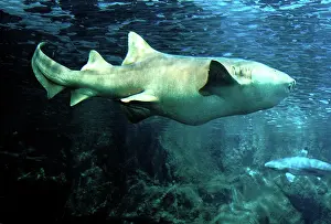 Ginglymostoma: Nurse Shark - pregnant underwater