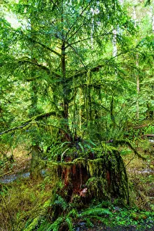 Danita Delimont: Nurse tree, Western red cedars growing out of old growth