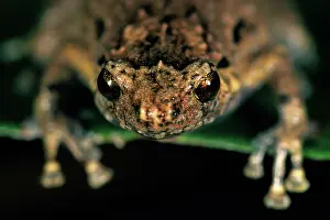Nursery: Nursery Frog (Cophixalus ornatus), Australia