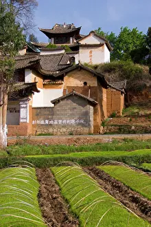 Nursery: Nursery rice plants, Shaxi, Yunan, China