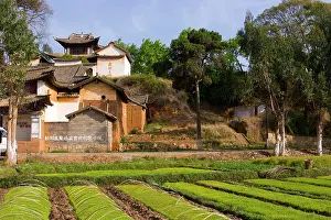 Nursery: Nursery rice plants, Shaxi, Yunan, China