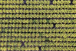 Delta: Nursery with rows of cultivated Desert Fan Palms