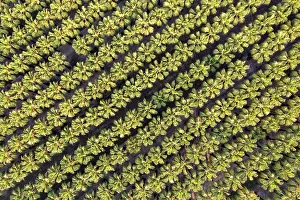 Delta: Nursery with rows of cultivated Desert Fan Palms