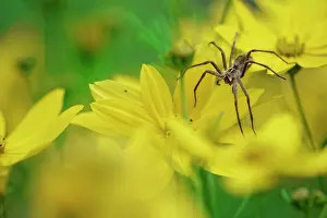 Tick: Nursery spider (Pisaura mirabilis) on tick seed