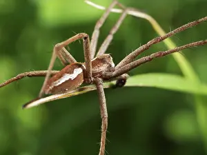 Nursery: Nursery Web Spider