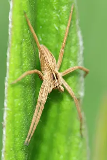 Nursery: Nursery web spider