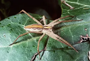 Nursery: NURSERY-WEB SPIDER