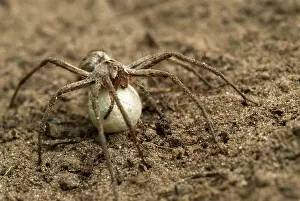 Special: Nursery Web Spider