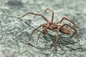 Nursery: Nursery Web Spider adult male