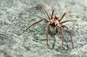 Nursery: Nursery Web Spider adult male